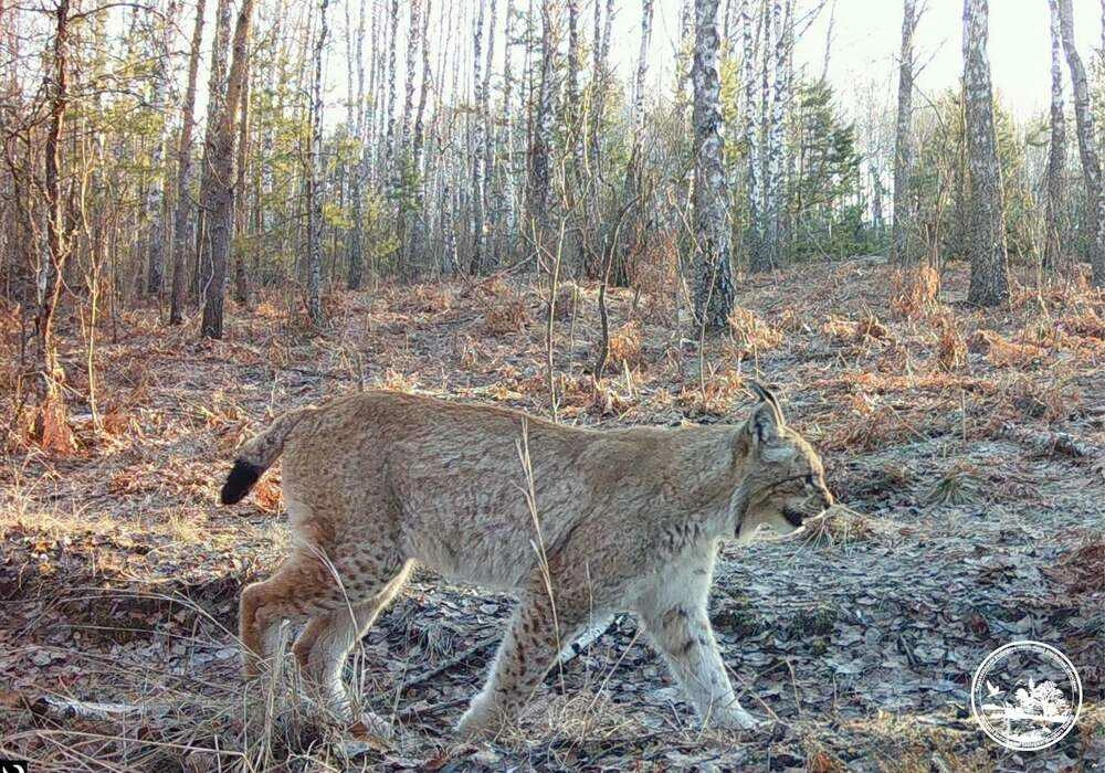 Рись-невидимка: у Чорнобилі помітили хижака, який восени зливається з лісом