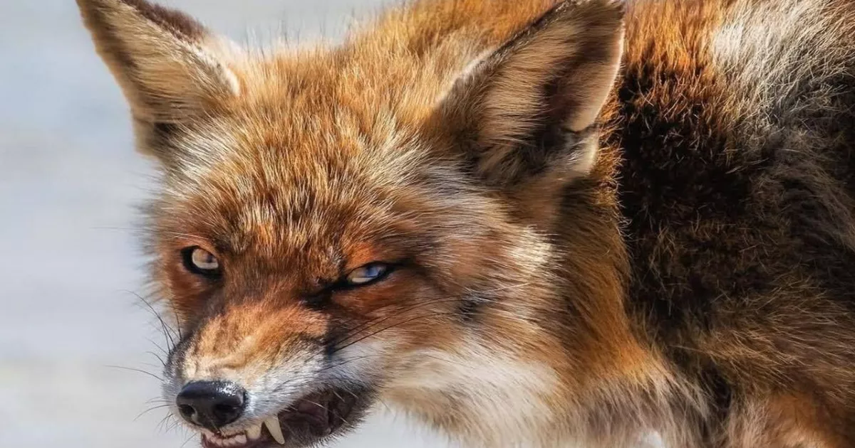 На Київщині зафіксовано нові випадки сказу серед безпритульних тварин