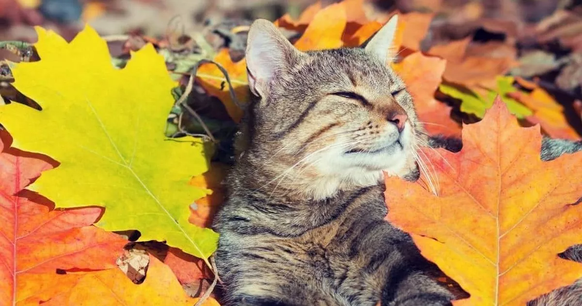 Погода в Києві та області 15 жовтня: сухо, прохолодно та без різких змін