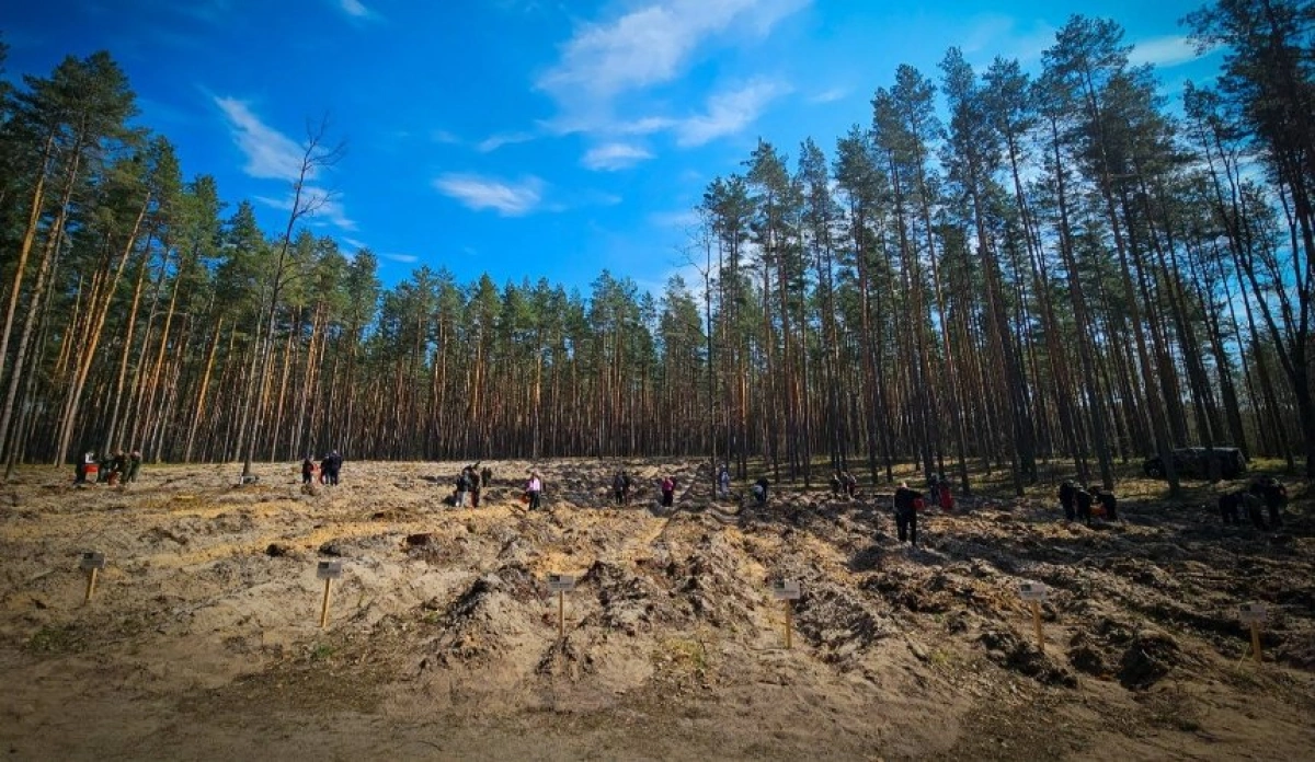 Київщина після війни: на розмінованих землях висадили новий ліс і повернули життя селам
