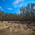Київщина після війни: на розмінованих землях висадили новий ліс і повернули життя селам