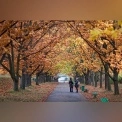 Погода 30 жовтня: Київщину накриють хмари, але без дощу