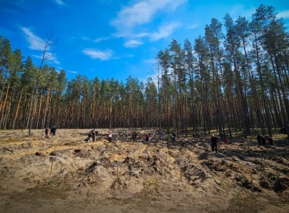 Київщина після війни: на розмінованих землях висадили новий ліс і повернули життя селам