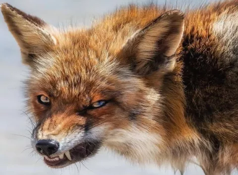 На Київщині зафіксовано нові випадки сказу серед безпритульних тварин