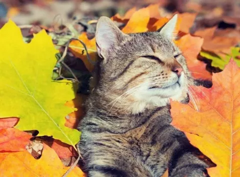 Погода в Києві та області 15 жовтня: сухо, прохолодно та без різких змін